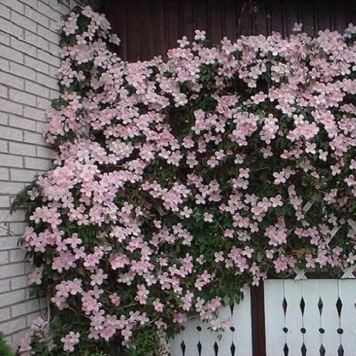 Clematide Montana Rubens - Vaso 1,5 litro (Pianta rampicante - Clematis Rosa - Pianta adulta - Resistenza al freddo: Ottima) - Muri e recinzioni, Pergola, Balconi e terrazze | ClematisOnline