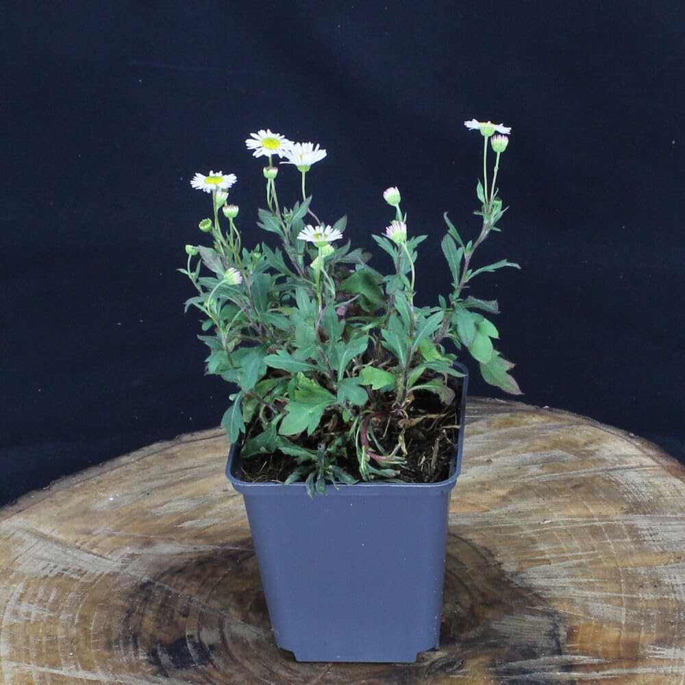 24 Stück Erigeron Karvinskianus von INTRAGARTEN | spanisches Gänseblümchen im Topf | robuster und mehrjähriger Bodendecker