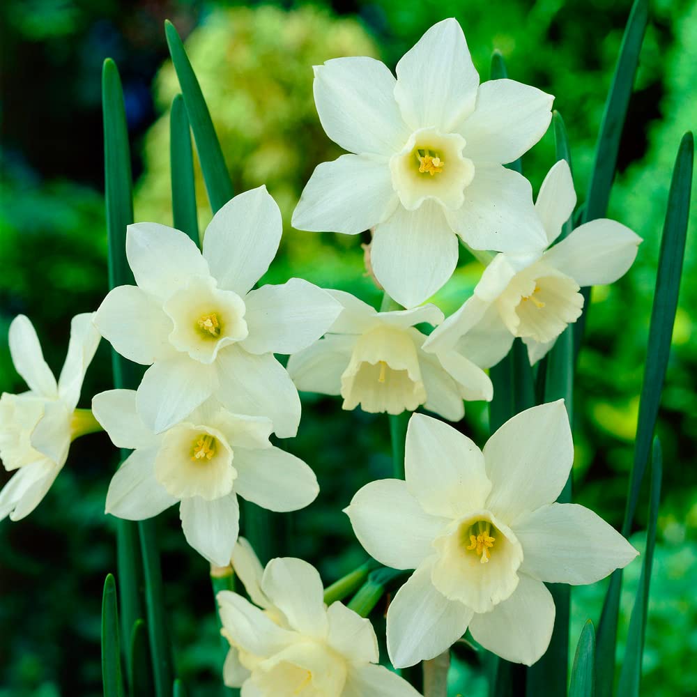 Buy 5 x Narcissus Jonquilla Pueblo Multiple Daffodil Flower Heads Per
