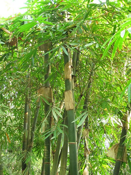 inawera cactus Rare Cactus