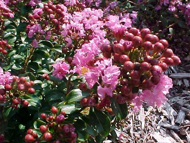 Chickasaw Miniature Crape Myrtle Grows About 2 feet Tall and has Fuchsia Flowers.(Ships Well Rooted in Pots with Soil) (1)