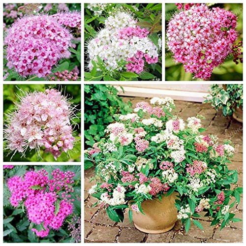 . 100 Pz Spiraea Bonsai Molto bello raro perenne fiore bonsai Per la casa fai da te giardino bonsai Piante Germoglio del 95% Facile da coltivare: 3: Only Seeds - Afbeelding 3