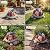 Snclriao Solar Garden Decor Outdoor Turtle Statue with Multi-Color Rose Flowers & 7 LED Lights – Outside Tortoise Decoration for Lawn Yard Patio Backyard - Home House Art - Gift for Men Dad Women Mom