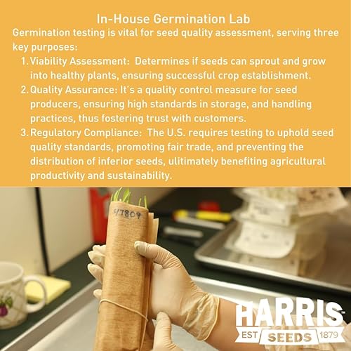 Miniatura 2 de Garden Trends - Semillas de lechuga Medimo - Variedad crujiente y dulce - Vegetales tradicionales sin OMG para plantar jardín en casa al aire libre