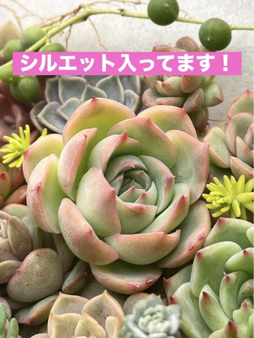 Amazon.co.jp: 多肉植物 多肉弁当 カット苗 パンジー 桃太郎 乙女心