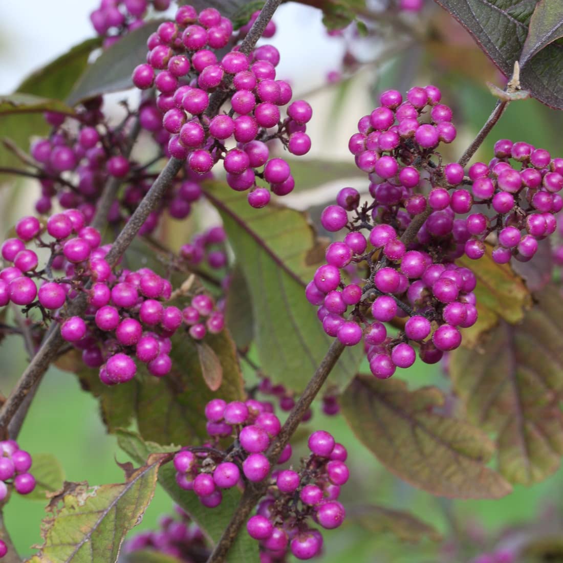 3 x Profusión de arbusto de caramelo - Callicarpa Bodinieri 40-60 cm en maceta - para un acento de color único