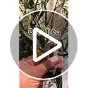 GarveeHome Olive Trees Artificial Indoor, 7ft Tall Faux Silk Plant - Fake Potted Tree with White Planter, Artificial Plants with Natural Wood Trunk and Lifelike Fruits for Home Office Decor, 2 Pack