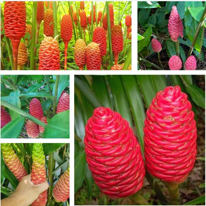 Pack of 10 Ginger Shampoo Rhizomes Hawaiian Shampoo Ginger Awapuhi Zingiber Zerumbet Tubers Red Lily Gingers Bulbs
