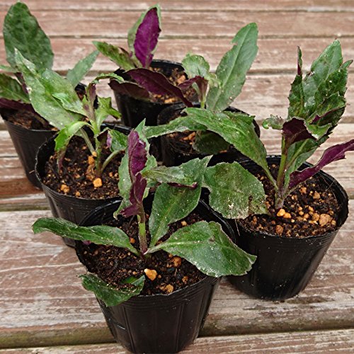 Amazon.co.jp: 『ハンダマ/金時草/水前寺菜の苗 6個セット』加賀野菜