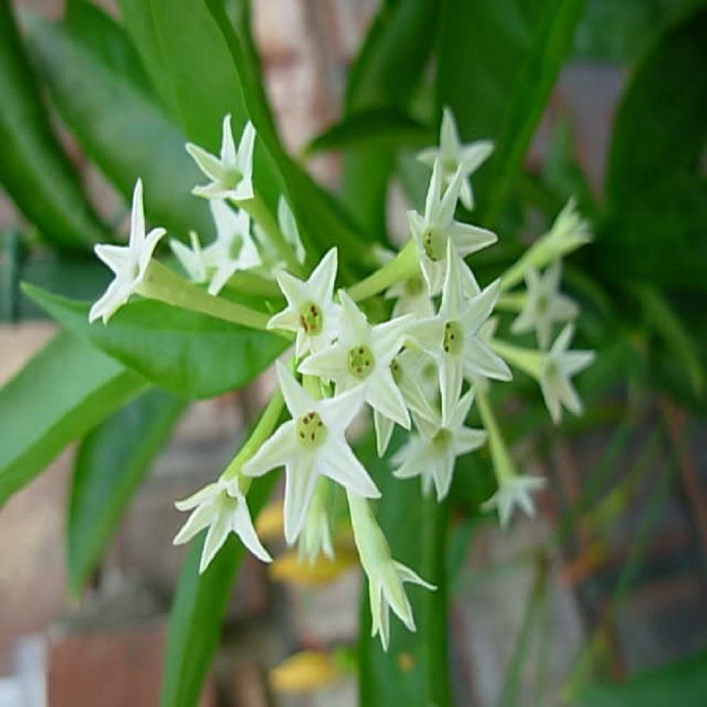 See full amazon price history chart for Delorea Ratrani flowers Live Plant Delorea Ratrani flowers Live Plant (B097K7CDDW) Amazon Price History, Amazon Price Tracker