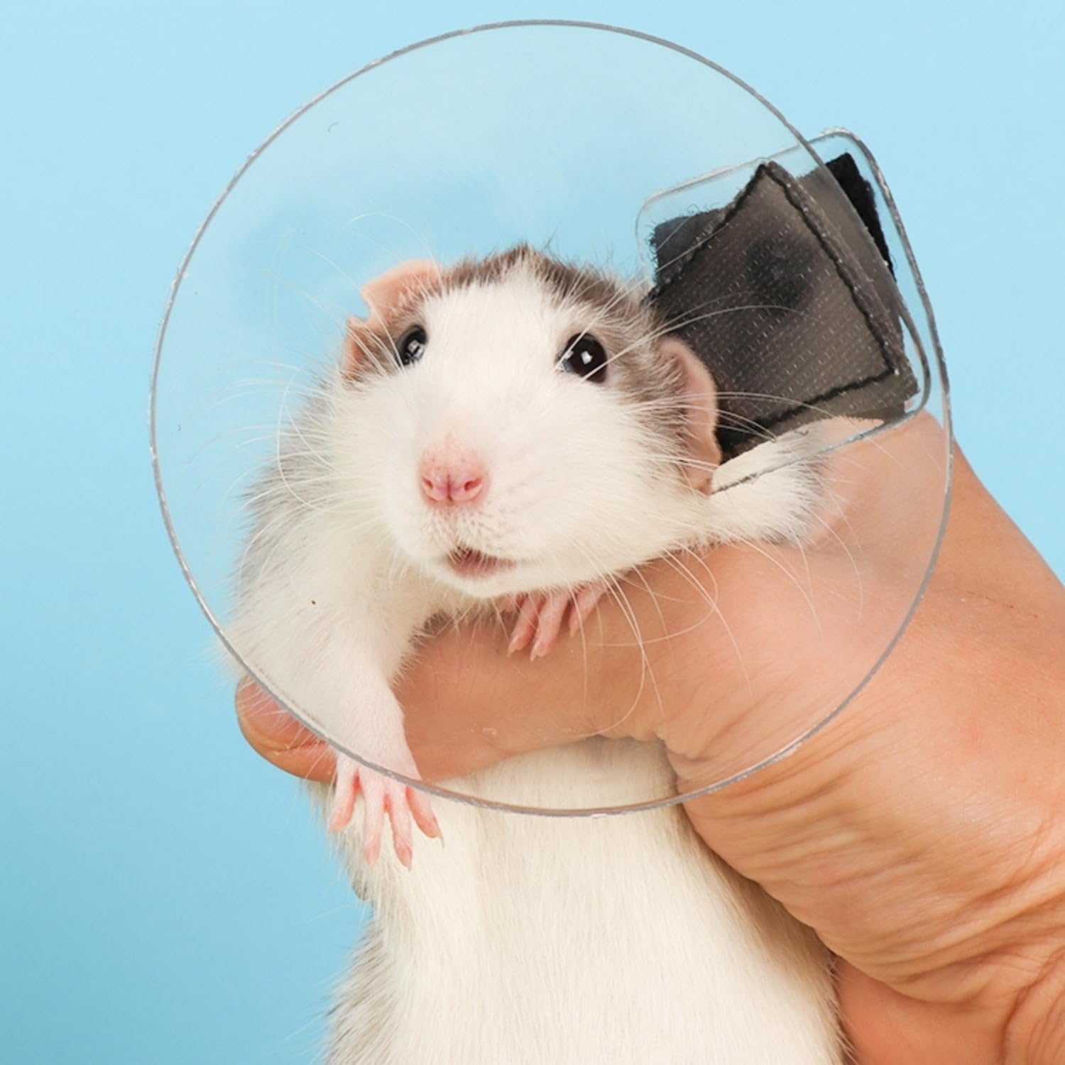 Sugar Glider Genesungskegel – verstellbares Schutzhalsband, weiches Genesungshalsband für Ratten, Vögel, Hamster, Kaninchen, Meerschweinchen nach Operationen, Wundheilung, Elizabeth-Hals-E-Halsband