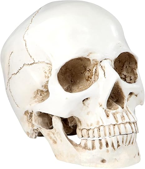 Realistic Life Size Human Skull Model Scary Halloween Skeleton Skull Decor Graveyard Outdoor Halloween Home Decor Gift