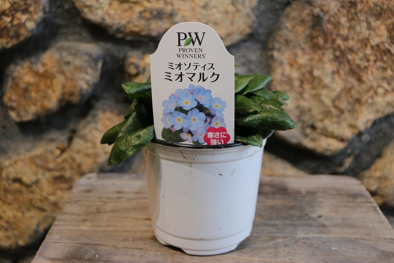 Amazon.co.jp: 大輪 宿根忘れな草 ミオソティス ミオマルク 3.5