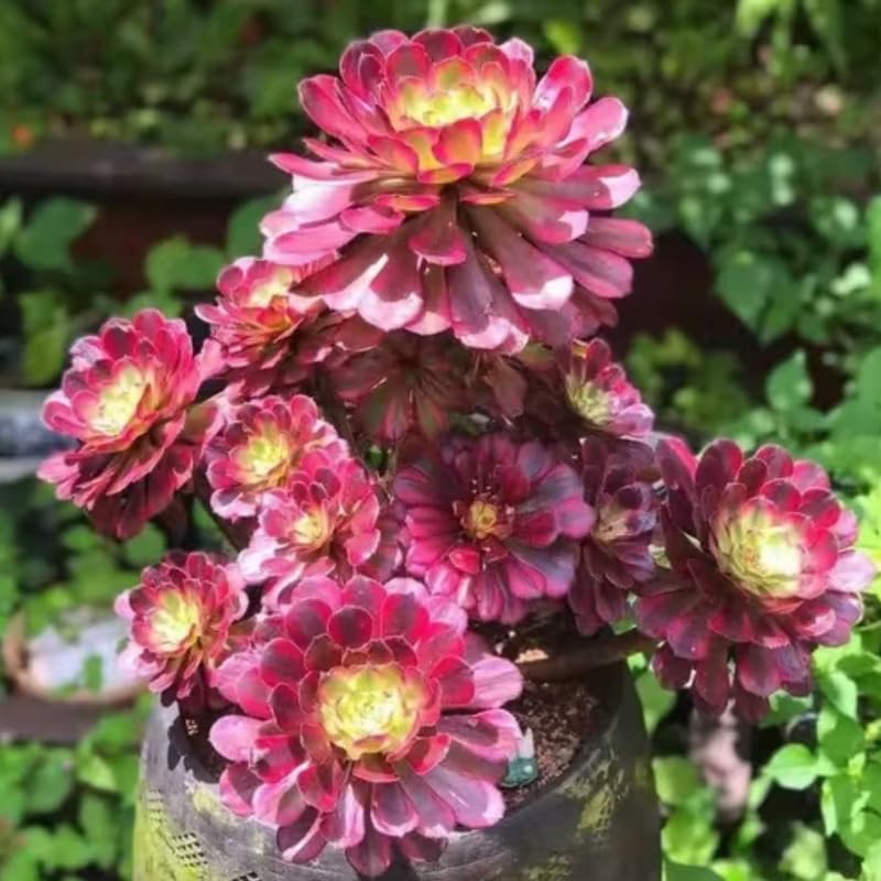 Miniatura 4 de Rara planta aeonium viva suculenta en maceta de 4 pulgadas, planta viva suculenta roseta para cultivo en interiores y exteriores