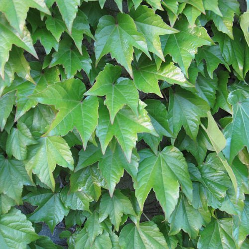 Amazon.co.jp: ナツヅタ3号ポット2株セット[夏蔦 壁面緑化に