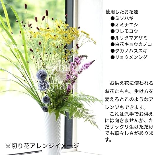 Amazon 紫桜館山の花屋 山野草 純ワレモコウ 吾亦紅 素掘り苗100株 Diy 工具 ガーデン Amazon 紫桜館山の花屋 山野草 純ワレモコウ 吾亦紅 素掘り苗100株 Diy 工具 ガーデン