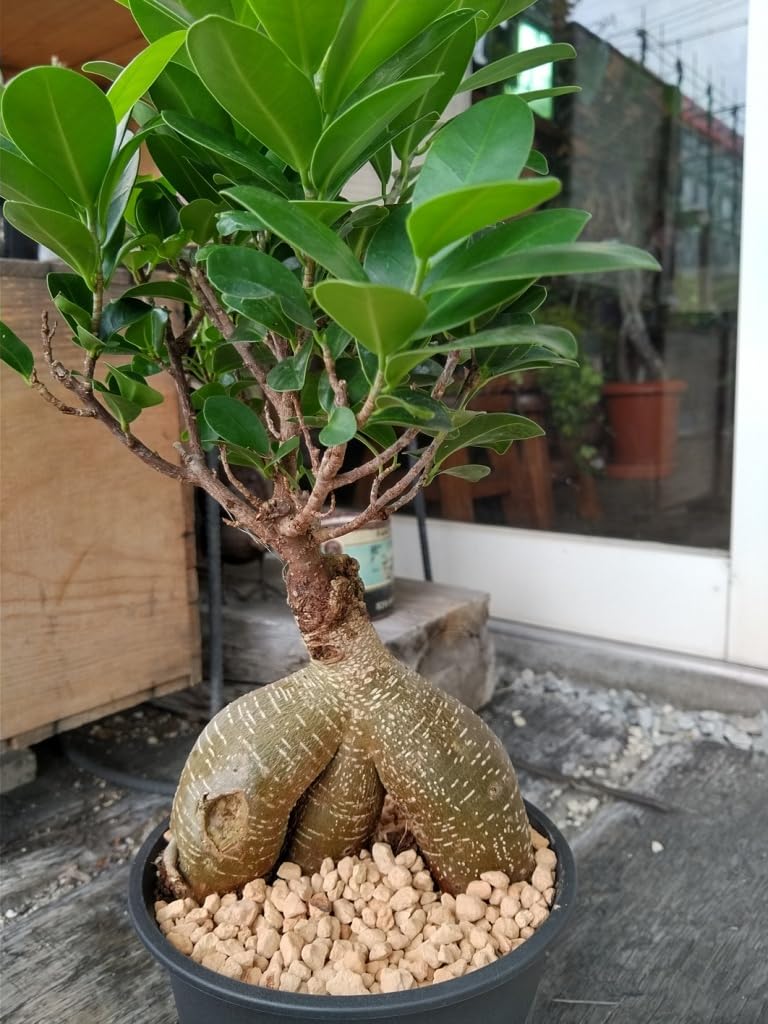 Amazon.co.jp: 精霊の宿る木ガジュマル*Ficus microcarpa*多幸 Amazon.co.jp: 精霊の宿る木ガジュマル*Ficus microcarpa*多幸