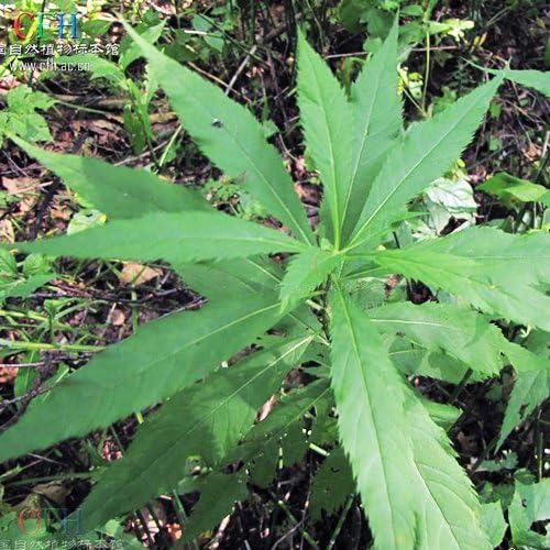 Miniatura 2 de 200 Semillas de Artemisia Vulgaris (Artemisia Vulgaris) impresionantes!!!