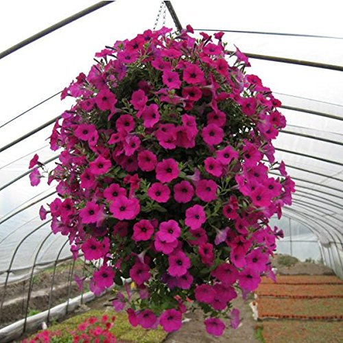 SRI SAI FORESTRY Petunia Flower Seed Mix Color Plant Seed for Home Garden Terrace Apartments Balcony Pack of 100 (B0BDXKB7SG) Amazon Price History, Amazon Price Tracker