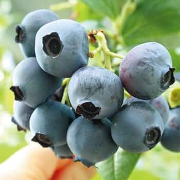 Amazon.co.jp: 果樹苗 サザンハイブッシュ系ブルーベリー