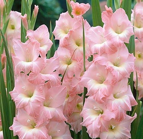 Gladiolus Bulbs -ROSE SUPREME 