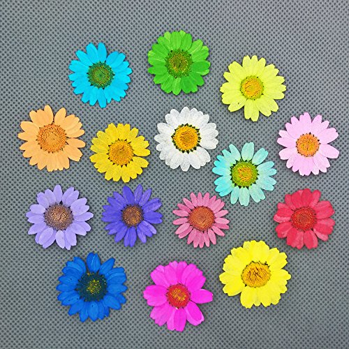 30 piezas flores secas naturales crisantemo 2.5-3 cm miniatura 5