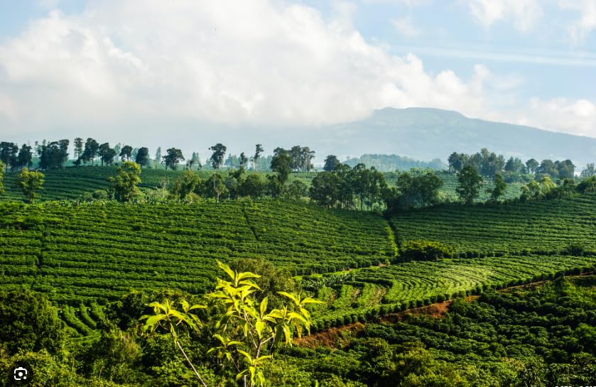 Miniatura 3 de DON BATISTA 100% PANAMA GEISHA - Granos de café tostados naturales, 8 onzas, 8.01 oz