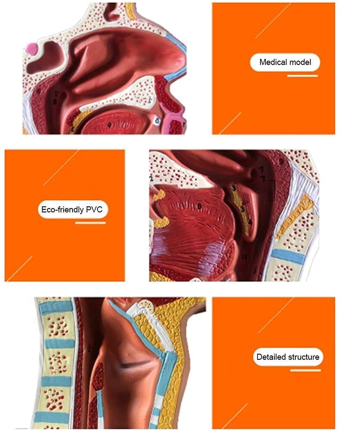 Modelo anatómico, Modelo Educativo de anatomía Humana, cavidad de la Garganta, otorrinolaringología, anatomía, enseñanza médica, Equipo Educativo.