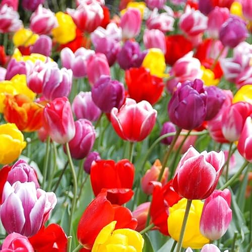 50-Pack Bulk Mixed Tulips Flower Bulbs - 50 Bulbs per