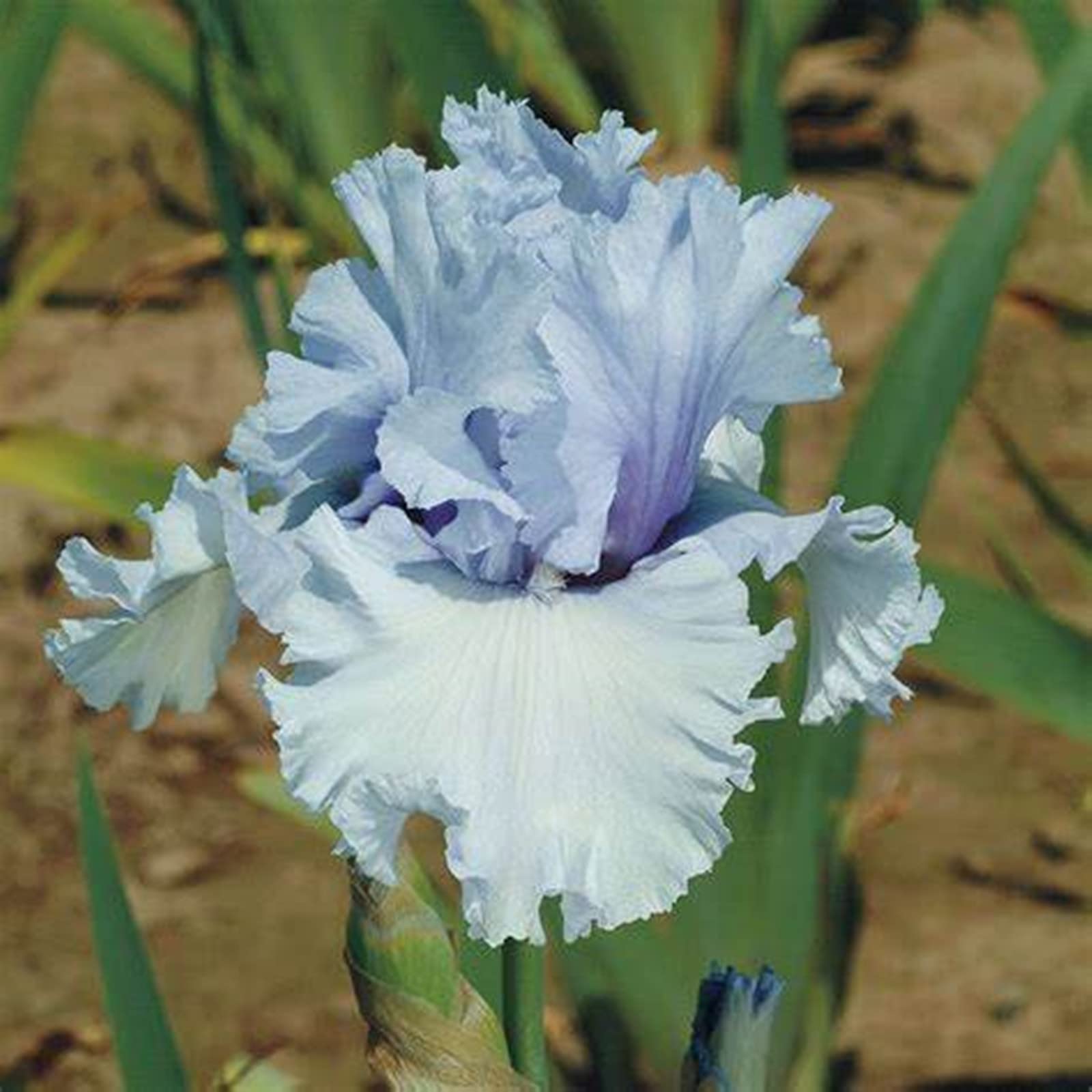 Wedding, Iris Bulbs for Planting Now UK, Greening Flower, Hardy Perennial, Iris Bulbs, Garden Flowers, Plant Bulbs, Natural Organic, 8bulb-c
