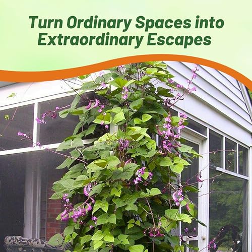 Image of Outsidepride Red Lablab Hyacinth Bean Vine Seeds - 200 Pcs Perennial, Fast Growing Vegetable Seeds for Planting with Fragrant Foliage for Garden & Edible Flower and Pods for Culinary Uses (Pack of 3)