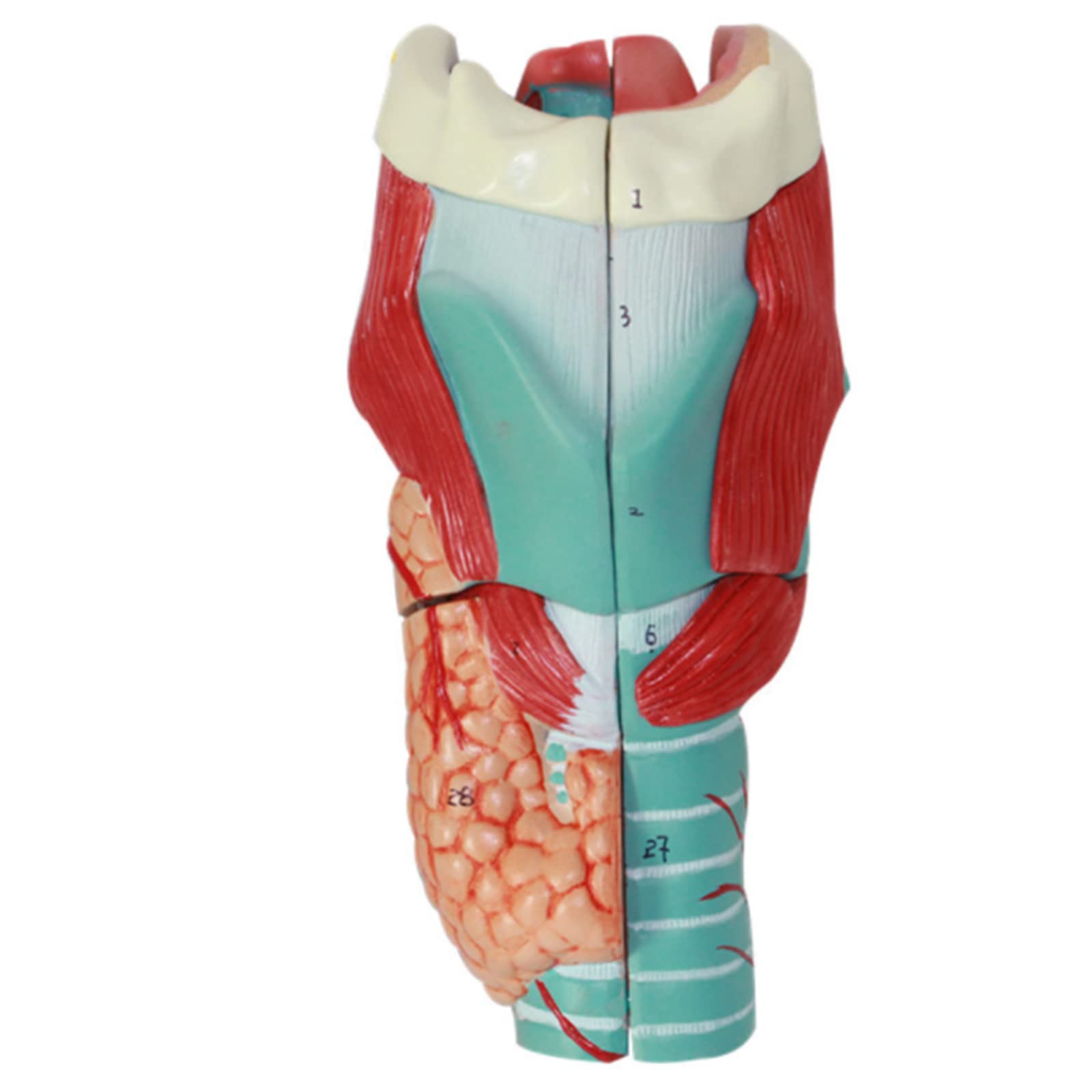 Buy AWJ Medical Human Throat Anatomical Model 2 Times Magnification