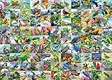 Ravensburger 99 Delightful Birds 300 Piece Large Format Jigsaw Puzzle for Adults - 16937 - Every Piece is Unique, Softclick Technology Means Pieces Fit Together Perfectly