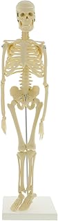 Anatomy Model, Mini Skeleton 17in Skeleton Anatomy Model for Anatomy Anatomical Skeleton Human Skeleton Anatomy Skeleton Model 45cm for Medical Demonstration