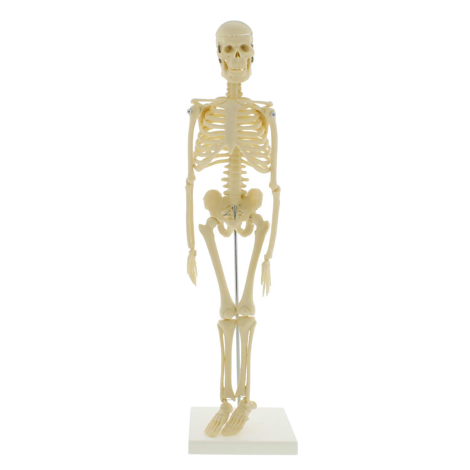 GTHTUHFD Anatomy Model Mini Skeleton 17In Human Skeleton Model For Anatomy Skeleton Human Skeleton Anatomy Skeleton Model 45Cm Skeleton Model