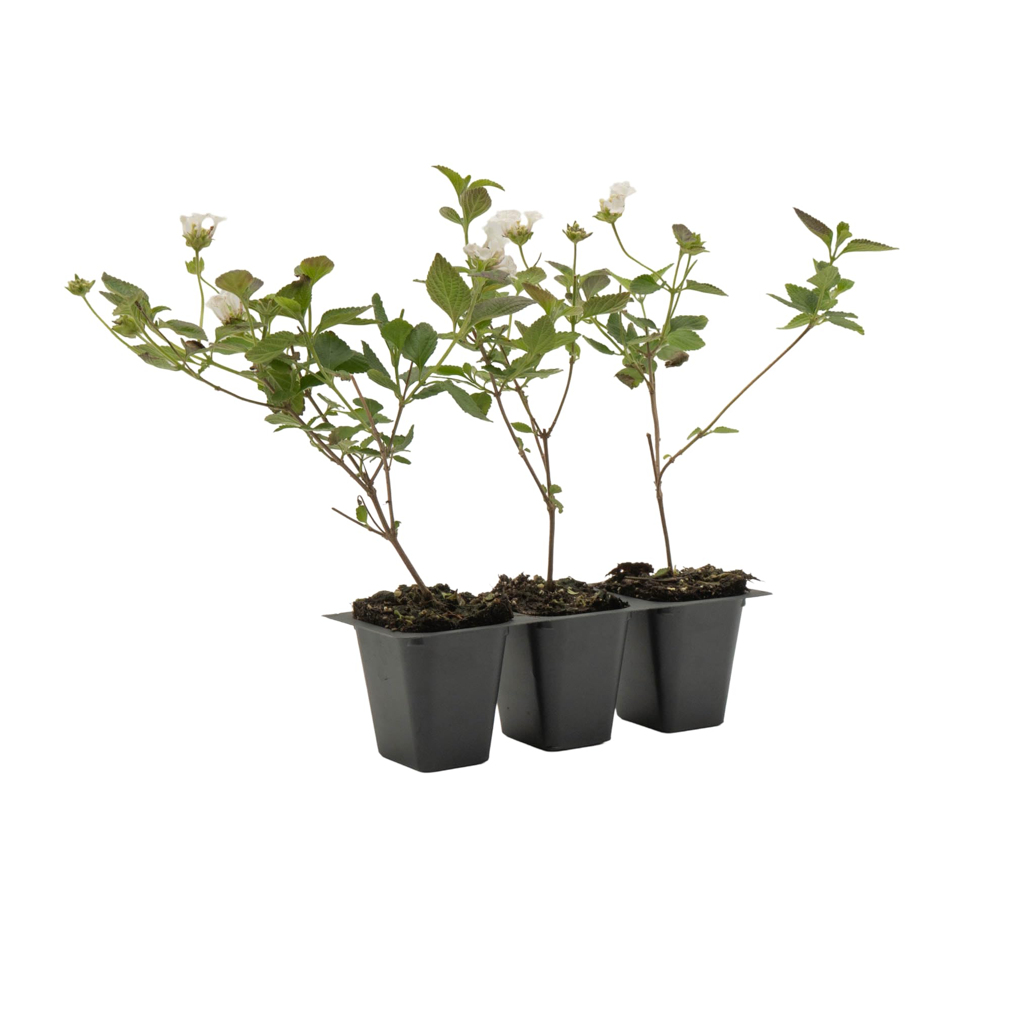 Trailing White Lantana