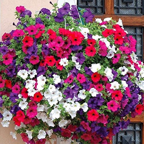 Raunak Seeds Flower Seeds : Petunia Basket Mixed Flower Seeds Kitchen Garden Pack