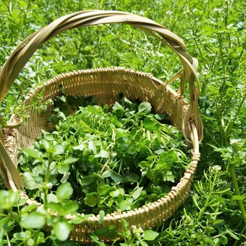 Semillas de berro perenne, variedades antiguas jardín de exóticas semillas jardín resistentes para el jardín para camas elevadas regalos los amantes la 30pcs