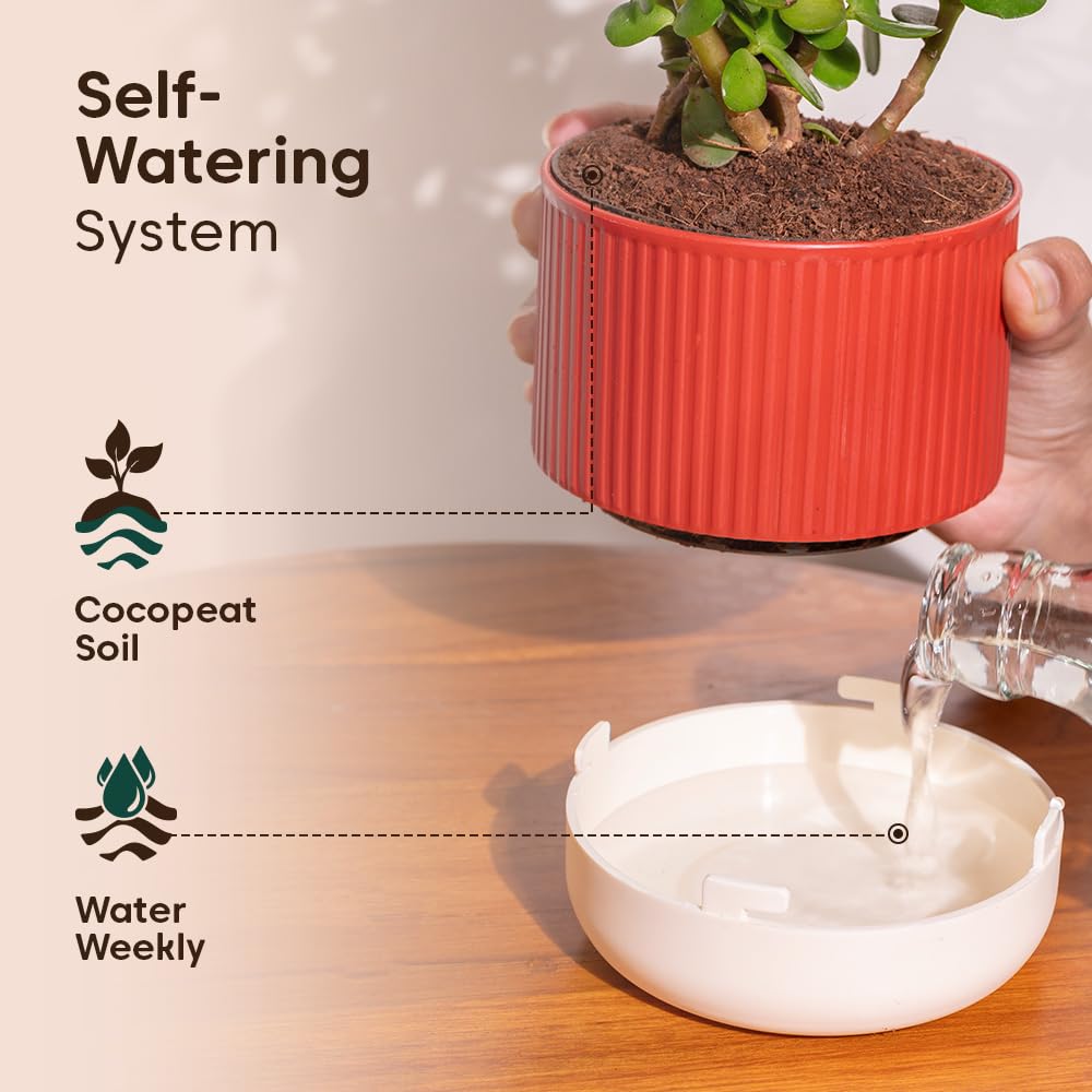 Lucky Jade & Golden Money Plants - Self Watering Pots -6