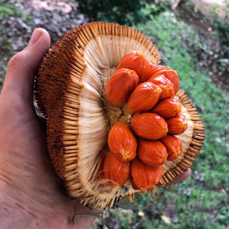 M-Tech Gardens Rare Wild Jackfruit Artocarpus hirsutus Tropical 20 Seeds Pack for growing (Red Variety) (B0D9QF2CNY) Amazon Price History, Amazon Price Tracker