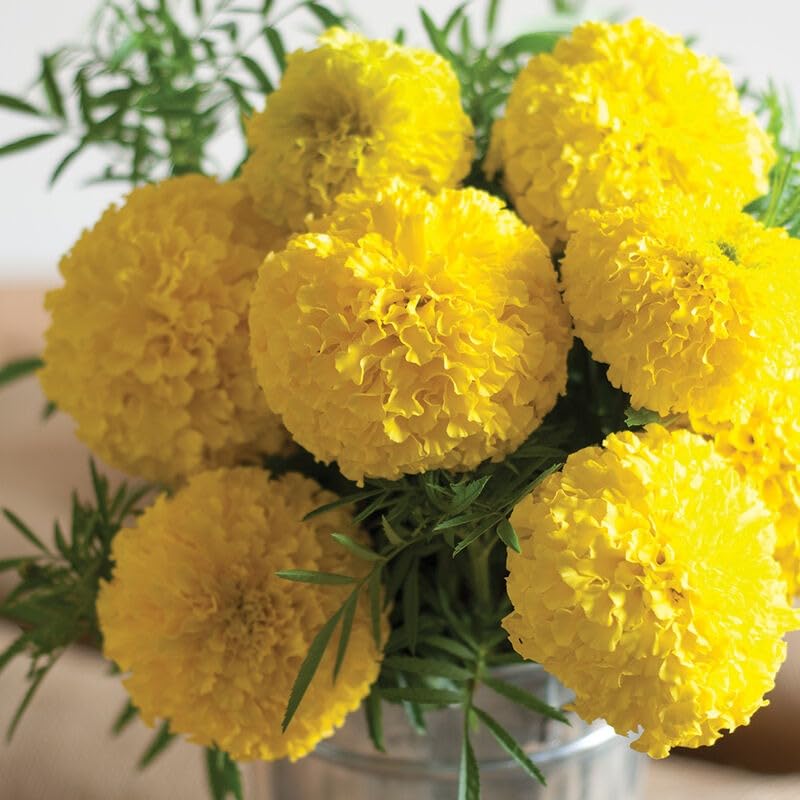 Image of Yellow Marigold Live Plant | African Marigold Gainda Phool Flowering Plant | Live Flower Plant for Home Garden Balcony Terrace Outdoor