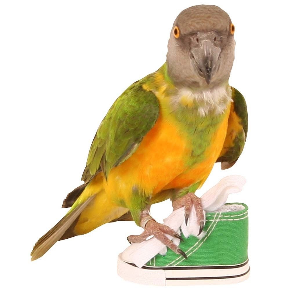 Colourful Munch Woven Vine Chew Balls - Foot Parrot Toy - Pack of 4 — view 8