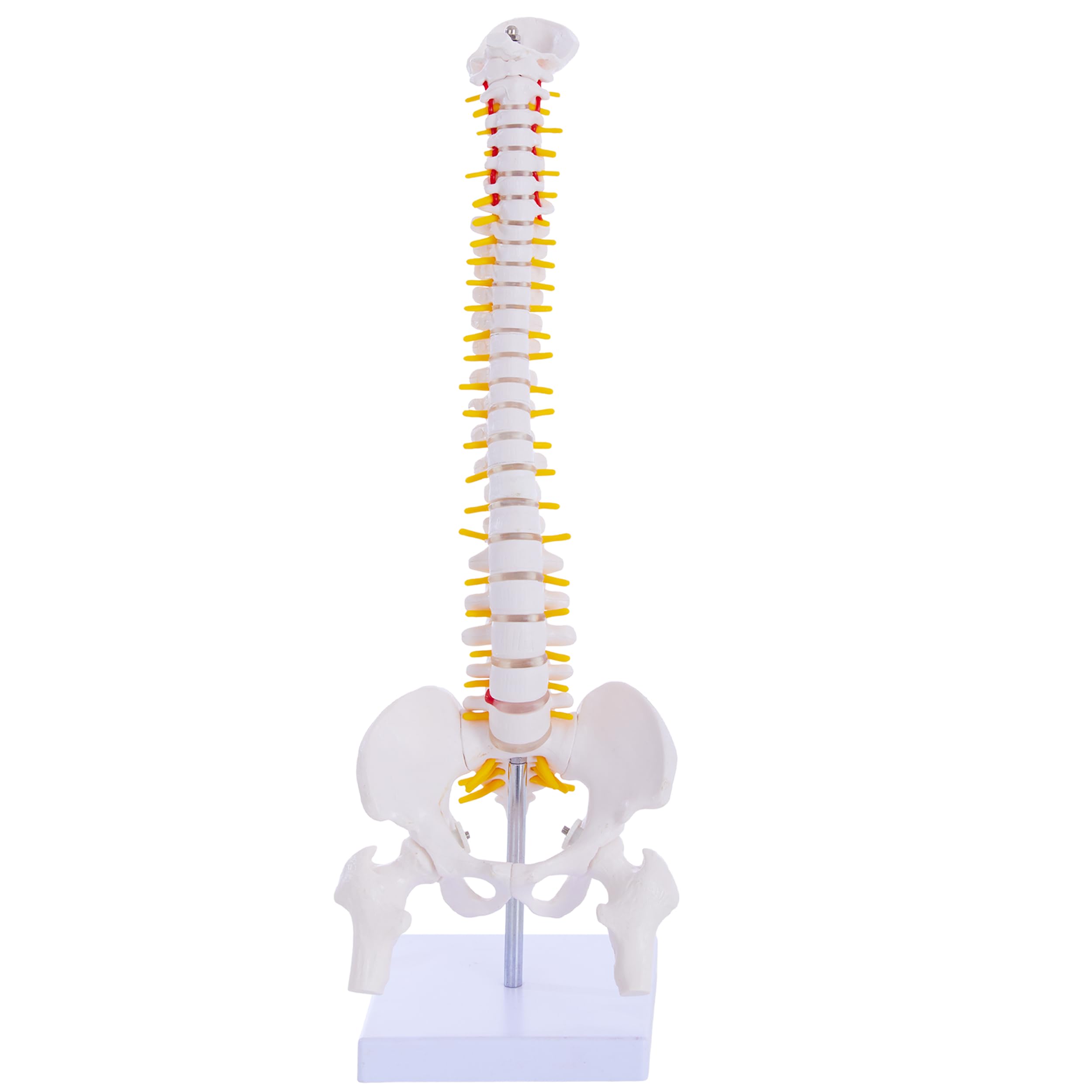 Mini Spine Anatomy Model - 15.5’’ Flexible Miniature Human Spine Model with All Nerves for Medical Learning - for Instruction Teaching, Study and