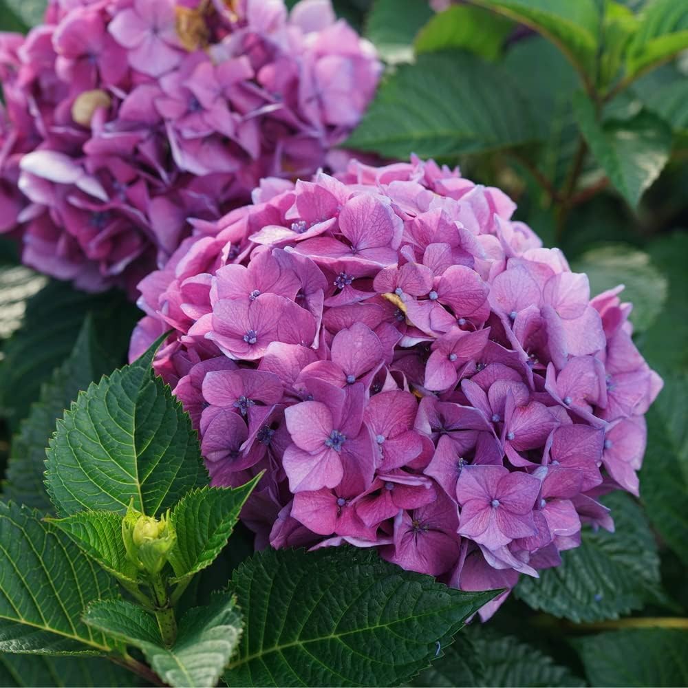 2 Gallon FIRST EDITIONS Eclipse Hydrangea Shrub Patio