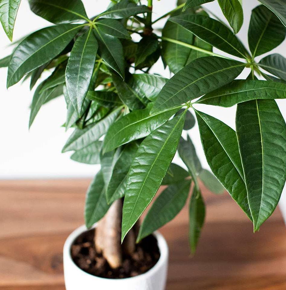 Lucky Money Tree Plant Live | Pachira Aquatica Braided Trunk | Indoor Feng Shui Plant for Home, Office & Living Room | Positive Energy | Healthy Potted Plant | Pack of 1 live plant Withpot-picture-11