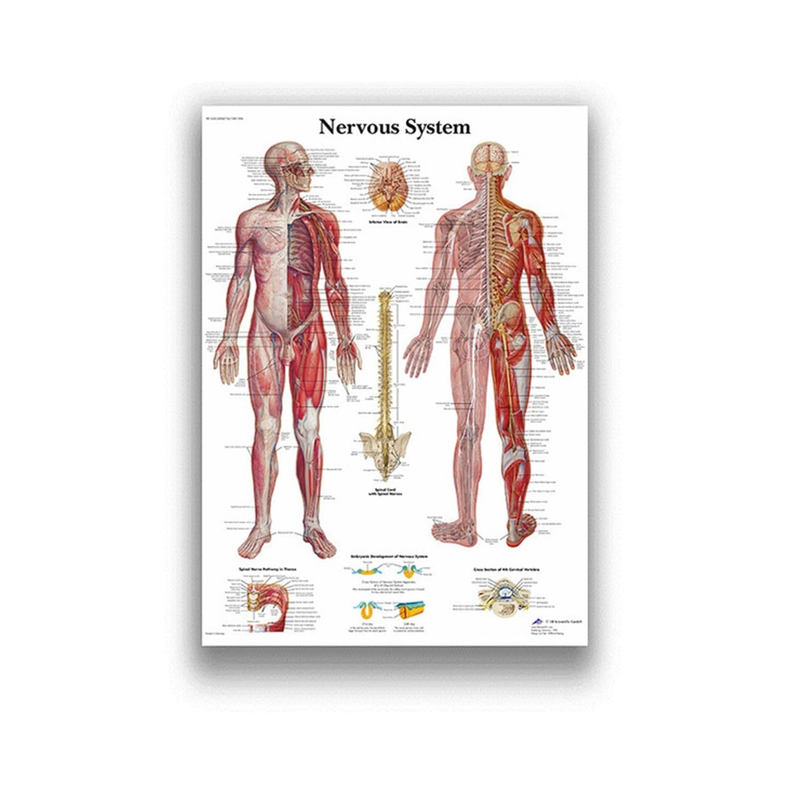 Anatomia człowieka System mięśni Art Canvas Painting, Body Picture and Poster Decoration Medycyna rodzinna Edukacja, bezramowe(11,40X60cm Unframed)