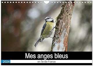 Mes anges bleus en Île-de-France (Calendrier mural 2024 DIN A4 vertical), CALVENDO calendrier mensuel: La mésange bleue dans des postures improbables