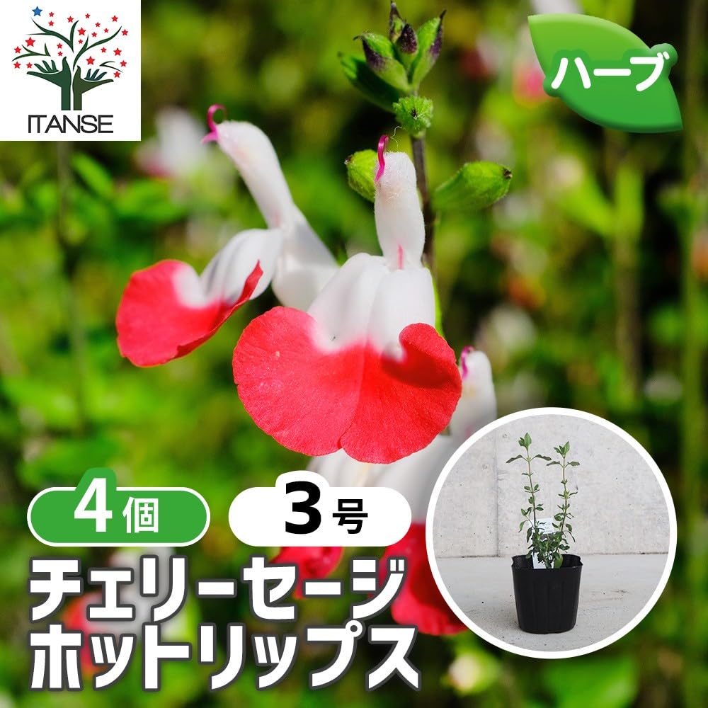 チェリーセージ　ホットリップス　3.5寸ポットごと3個　6セット苗　植物 Amazon.co.jp: ITANSE チェリーセージ ホットリップス 3号 4個