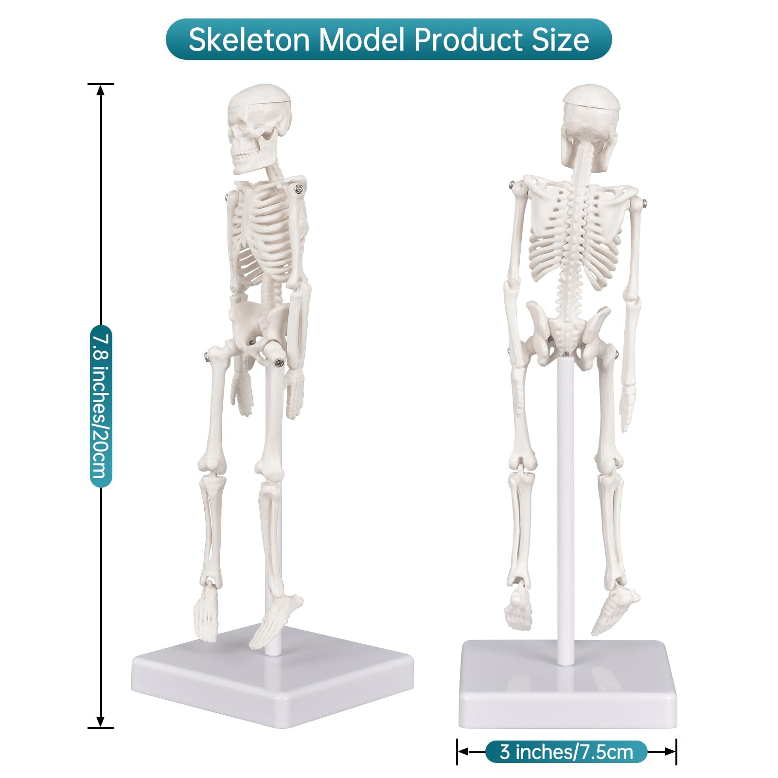 Skeleton Model, Human Anatomy Model for Small Skeleton Model with Movable Joints Ideal for Classroom Office Decor and Decorations(7.8in) - Image 7 thumbnail