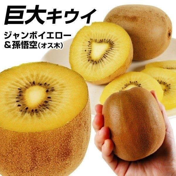 Amazon.co.jp: 果樹苗 キウイ ジャンボイエロー＆孫悟空（黄肉用オス木 